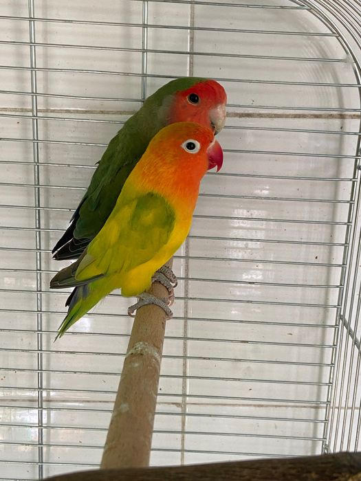 Várias aves disponíveis