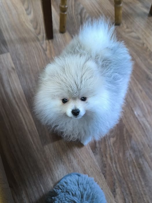 Хлопчик шпіц 3 місяці/обмін на дівчинку