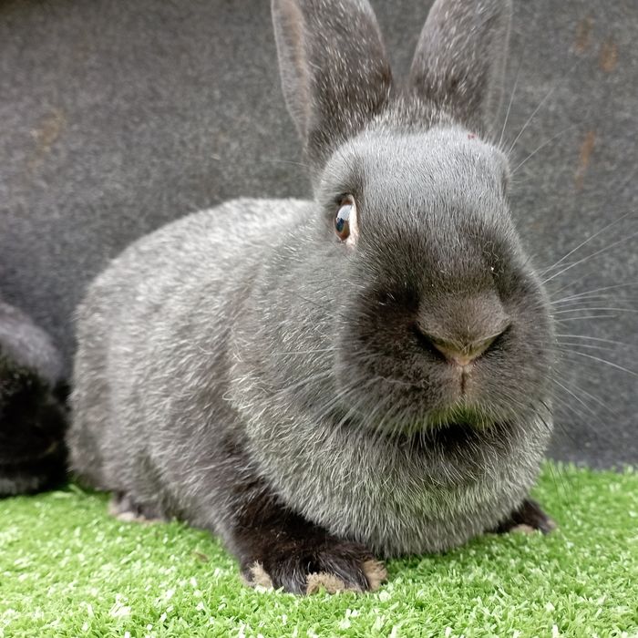 Кролі.Кролиці . Полтавське срібло. Крілики