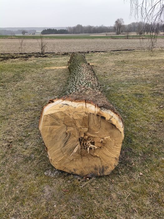 Dąb tartaczy Kłoda