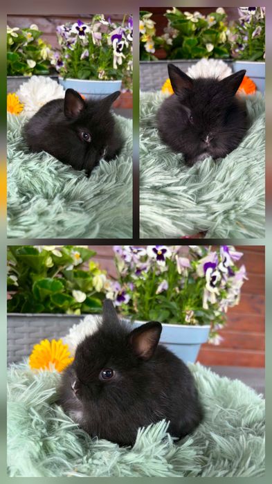 Karzełki Teddy Mini