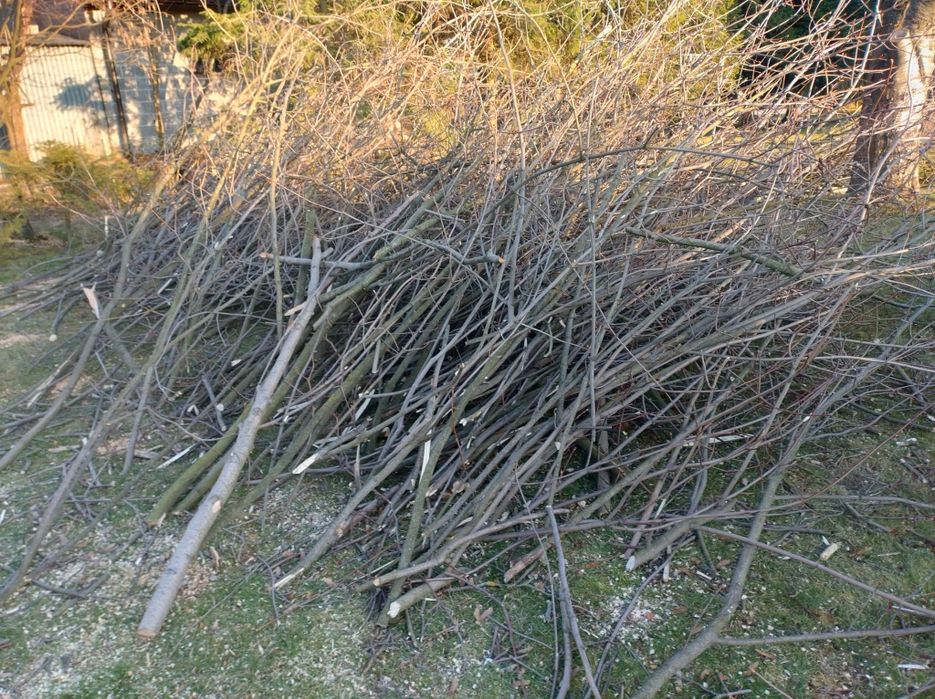 Oddam gałęzie ze ściętych drzew