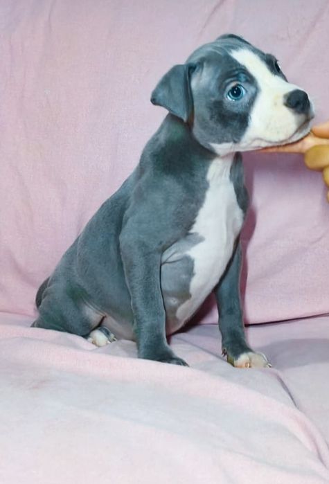 Fêmea American pitbull blue nose
