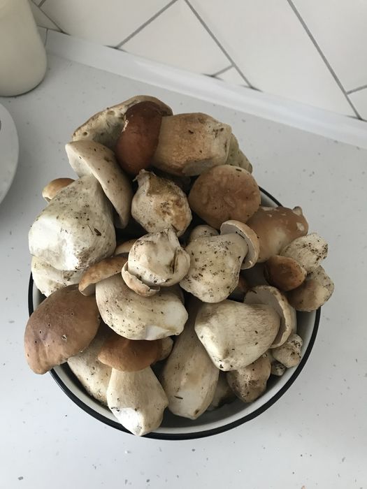 Гриби мариновані і сухі