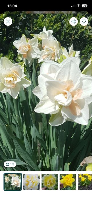 Нарциси сортові.