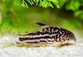 Kirysek nanus - Corydoras nanus