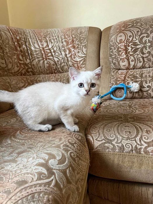 Срібний зеленоокий тікірований британець шиншила