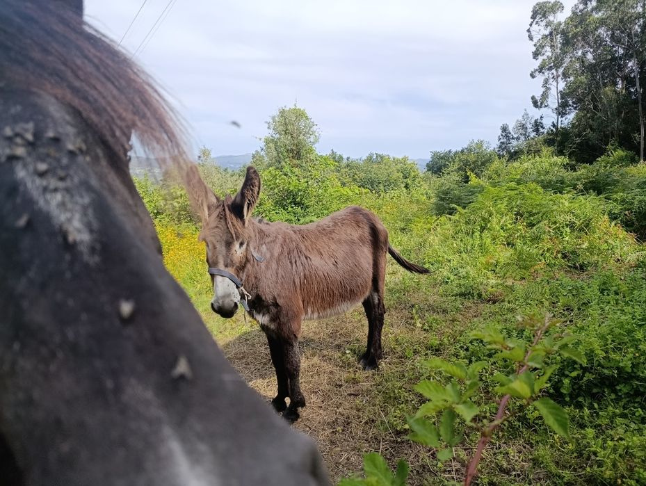 Burrinho mirandês