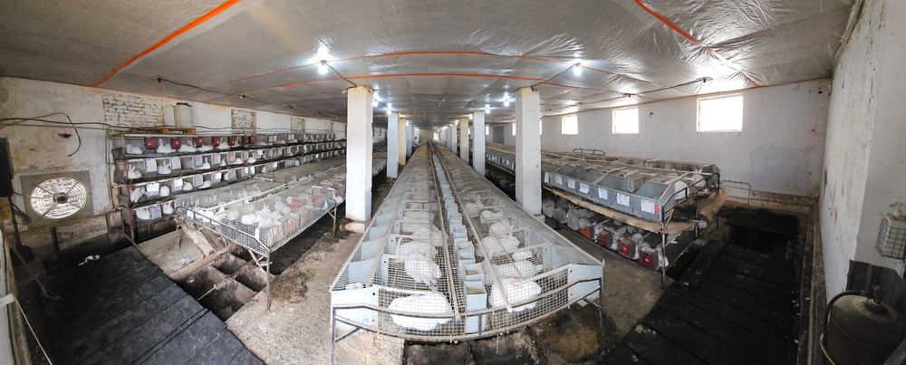 Сукрольні самки Термонський Білий (Термонська Біла)