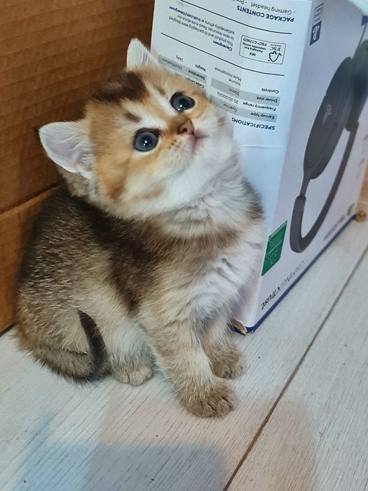 Шотландочка золота красунечка