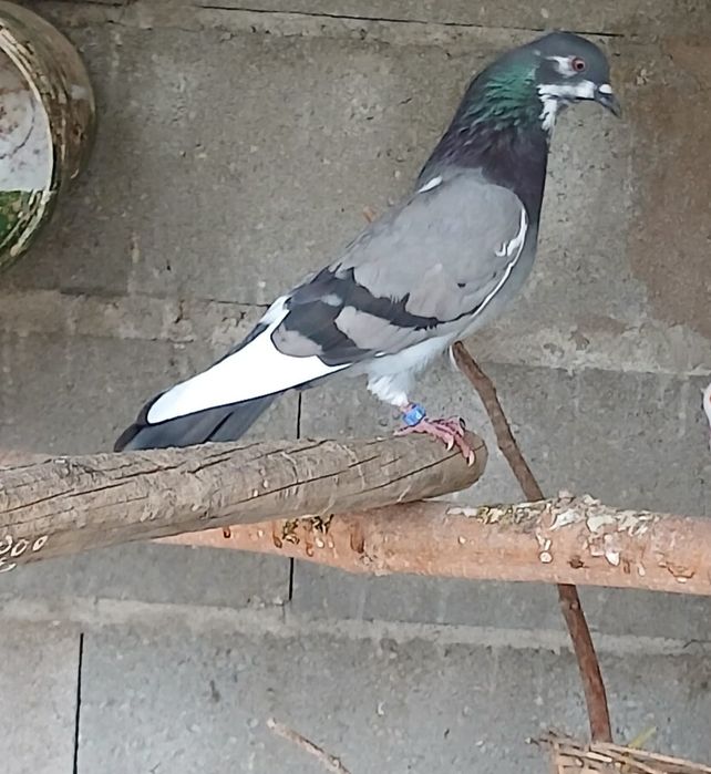 Cachimbas disponíveis