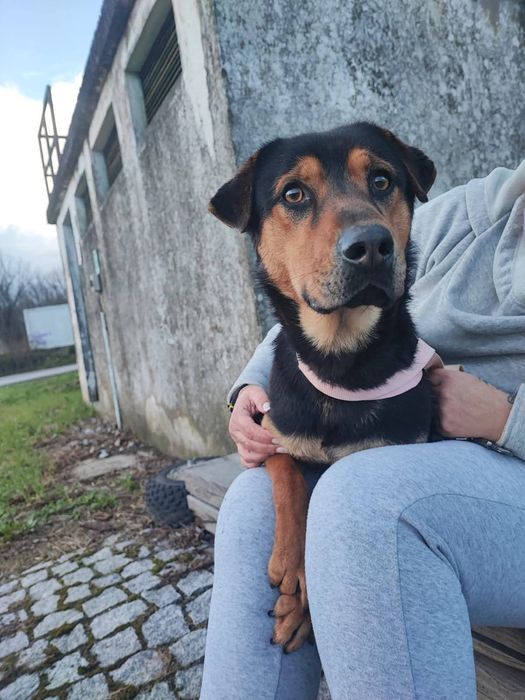 Caozinho de ano e meio