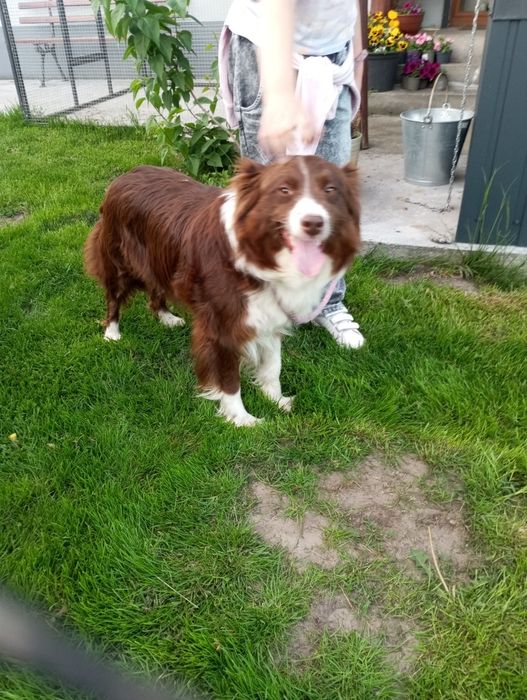 Border collie suczka czekoladowo biała