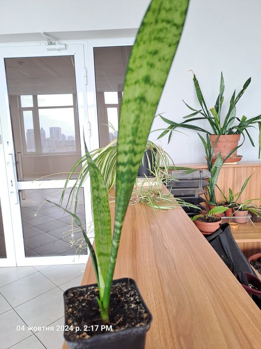 Сансевіерія тещін язик