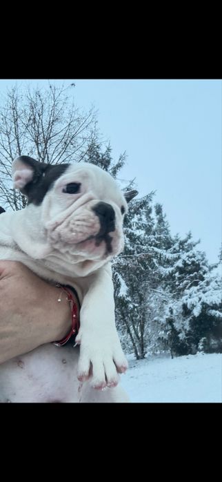Buldog francuski chlopiec z rodowodem gotowy do odbioru