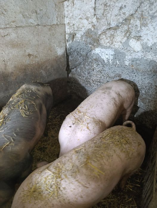 Продам дві свині