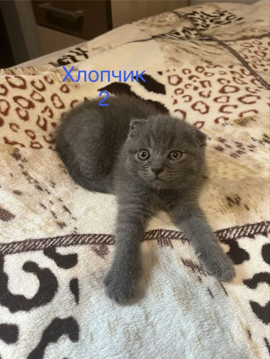 Шотландські кошенята