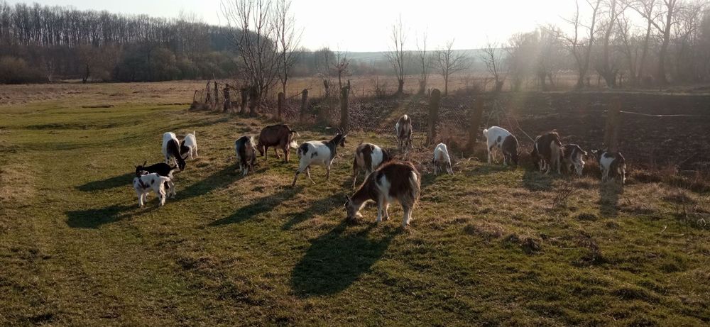 Продам молодих кізок