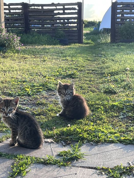 Котята маленькие