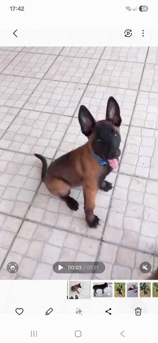 Pastor Belga Malinois LOP e Afixo