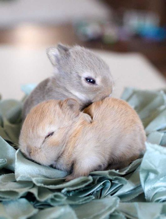 (KIT) Coelhos anões (Bebés) teddy ,mini hôlandes ,toy desparasitados