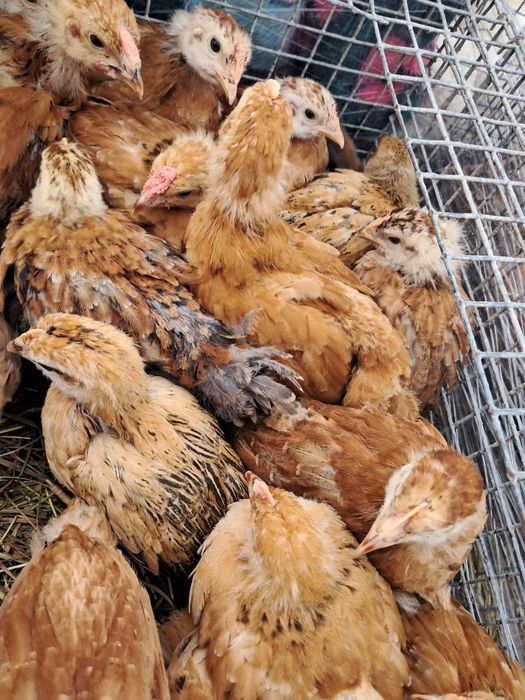 Підрощені курчата Миколаївська обл