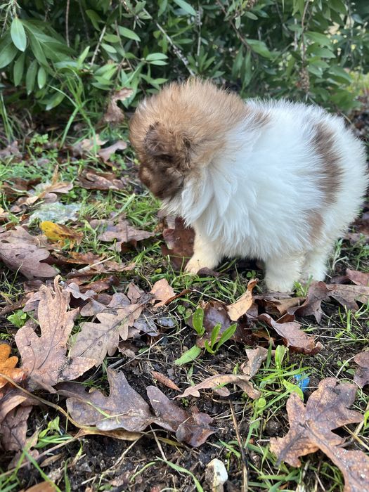 Menina spitz alemao anao