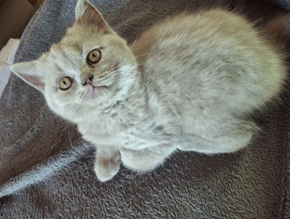 Передержка котов в квартире передержка животных