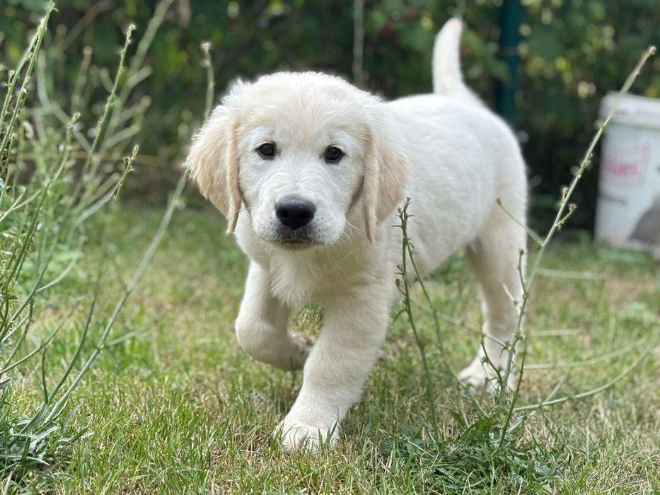 Golden Retriever ZKwP/FCI gotowe do odbioru