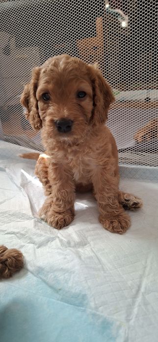 Cockapoo red - śliczne suczki gotowe do odbioru
