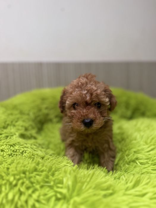 Pudel toy śliczny piesek