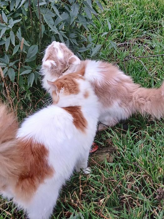 Шикарный котик отдам в хорошие руки