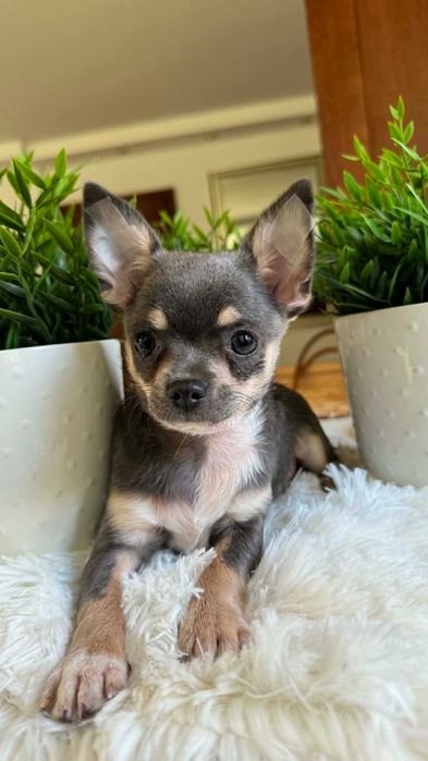 Chłopczyk Chihuahua Niebieski Tricolor z Rodowodem Chipem Olivier