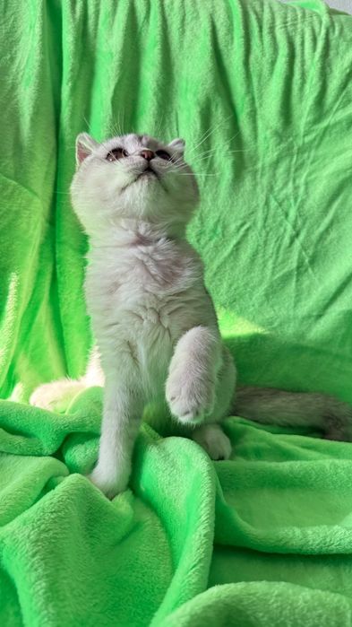 Macho scottish fold