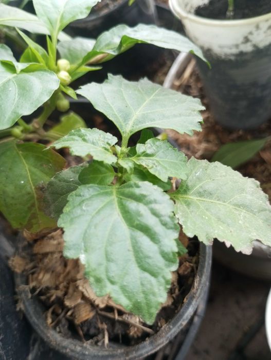 Рослина пачулі - ароматний кущ