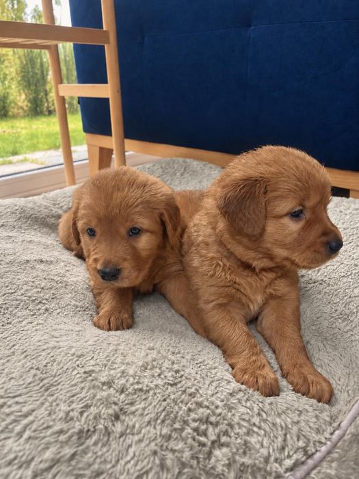 Suczka Golden Retriever - linia amerykańska