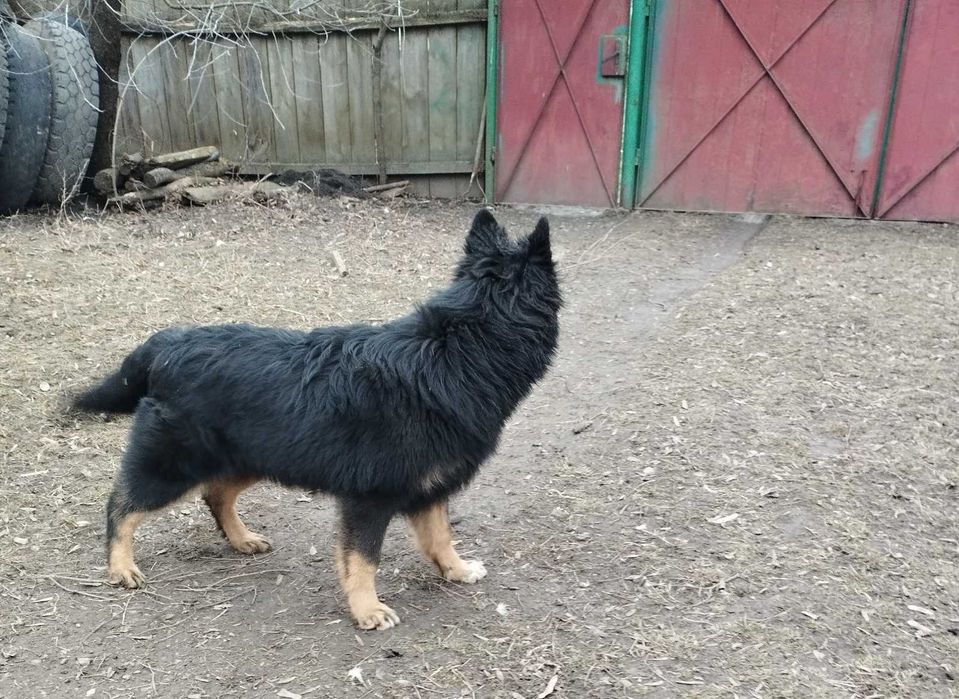 Німецька вівчарка