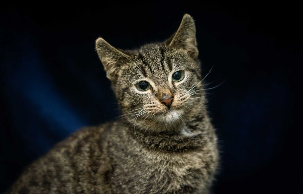 GuMo - kot do adopcji