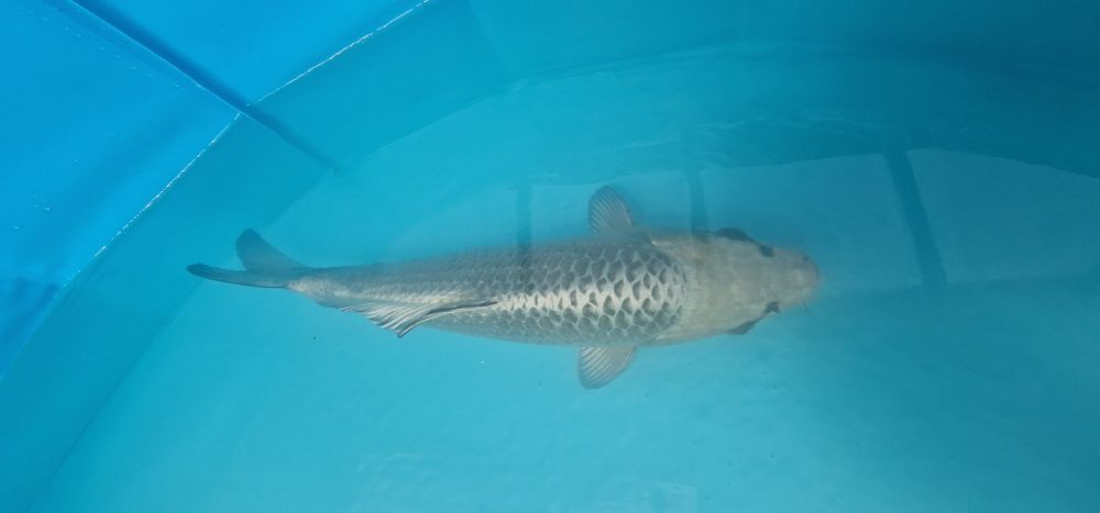 Carpas koi com 34cm