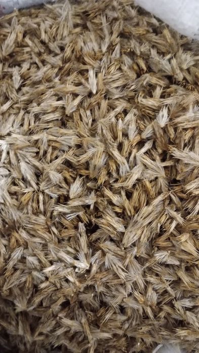 Головатень, мордовник шароголовий, крутай, насіння медоносу