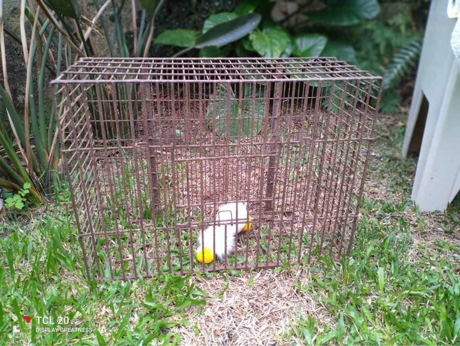 Transportadora de Animais