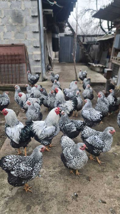 кури породи віандот-виандот серебро 8 місячні є вайбер