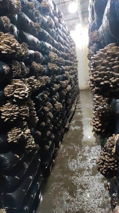 Мицелий вешенки м-8 зимний.