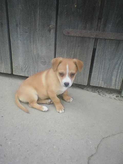 Oddam dwie małe suczki