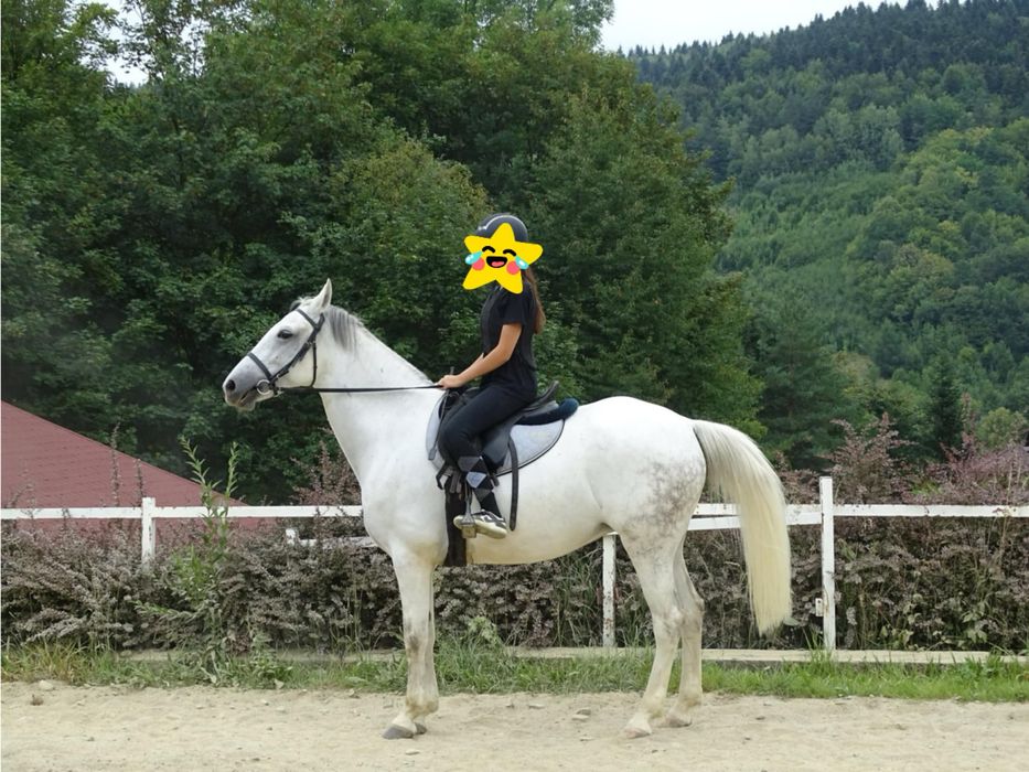 Konie do rekreacji i do skoków