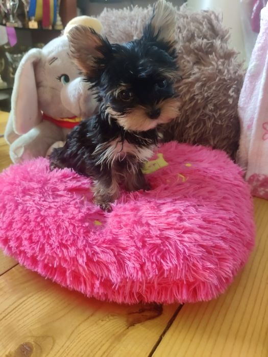 GUCIO piękny piesek Yorkshire terrier