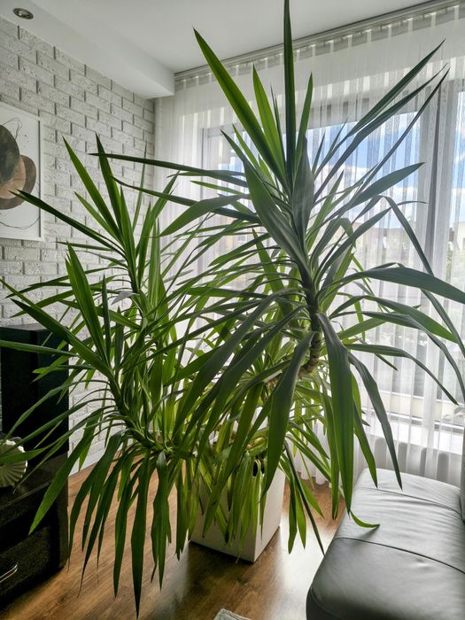 Juka (yucca)- piękna, rozłożysta, duża- Wrocław