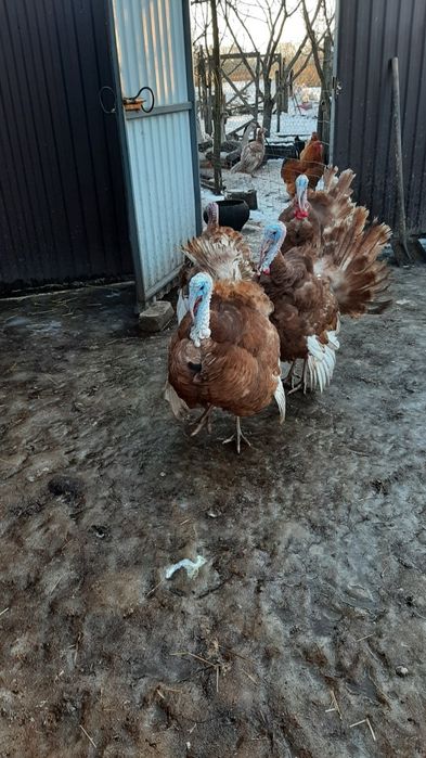 Індик бурбон на племмя