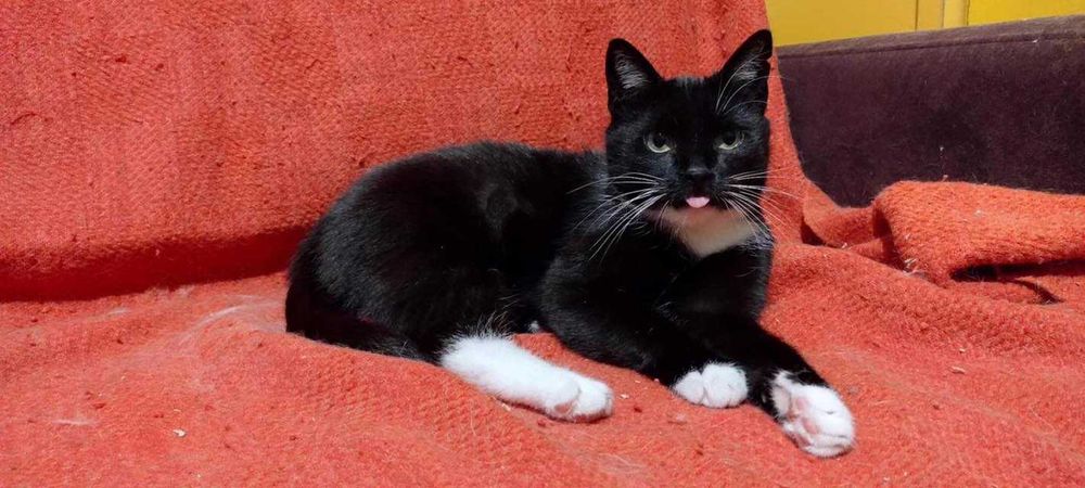 Kotka Alka szuka domku