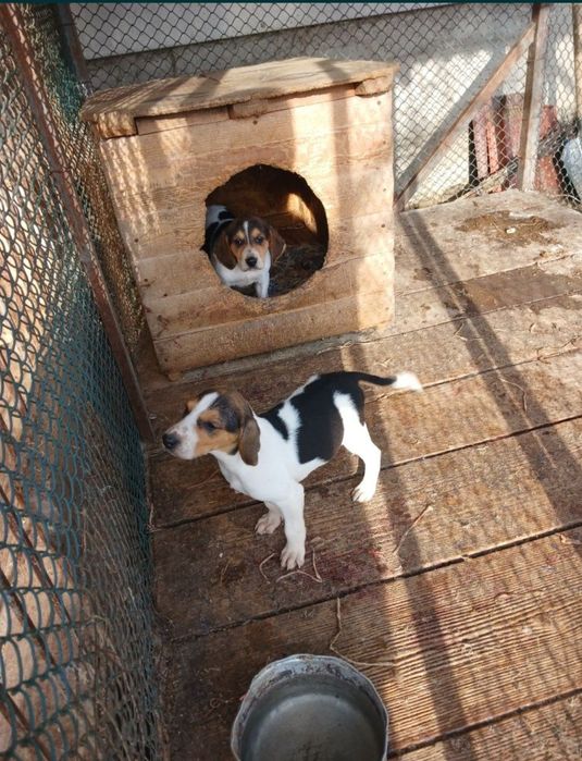 Щенки Руської першої гончі